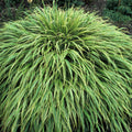 4"-6" Hakonechloa Japanese Forest Grass Live Plant, Starter Plants in Pot, Perennial Ornamental Grass for Spring Planting