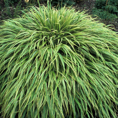4"-6" Hakonechloa Japanese Forest Grass Live Plant, Starter Plants in Pot, Perennial Ornamental Grass for Spring Planting