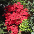 Red Azalea Plant Live, Cold Hardy Azalea Plant, Hardy Flowering Shrub for Outdoor Planting, 4-7 Inches Tall in 4'' Pot