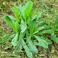 Wild Lettuce Live Plant, 6-8 Inch Tall Seedling in 4-Inch Pot, Wild Lettuce Plant for Home Gardens