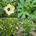 2 Live Green Okra Plants Live, 4–6 Inches Tall, Okra Vegetable Plants, Starter Seedlings for Backyard Garden, Outdoor Planting