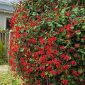 Fragrant Climbing Honeysuckle Plant Live Vine, Lonicera Perennial Honeysuckle Plants 5 to 9 Inches Tall (Major Wheeler)