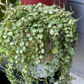 String of Turtles Live Plant, Live String of Turtles Plant, Succulents Plant Live String of Turtles, Live Plant Indoor String of Turtles, Vine Plant for Houseplant (6 Inch Potted)