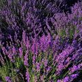 French Lavender Herb Live Plant, Fragrant Purple Lavender in Quart Pot for Patio, Balcony, Indoor or Outdoor Planting