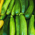 2 Green Zucchini Squash Live Plants, Squash Vegetable Plants Live for Home Garden Plant, from 4'' in Height