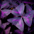 Purple Shamrock Plant in 4 Inch Pot - Purple Oxalis Triangularis Houseplant, Decorative Indoor Foliage Plants - Easy Care Oxalis Plant for Garden