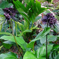 2 Black Bat Flower Tacca Chantrieri Plants Live for Gardening, in 2 Inch Pot, Black Orchid Bat Flowers Live Black Plant