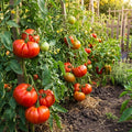 Beefsteak Tomato Live Plants, 2 Plant Per Pot 5-8" Tall