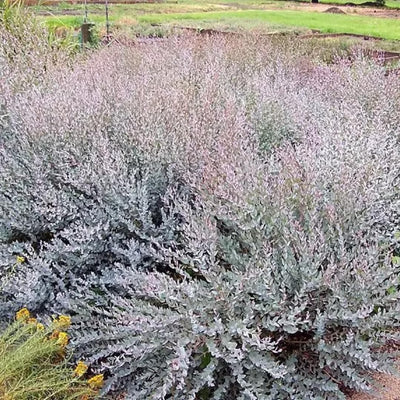 Eucalyptus Plant Live in 2.5" Pot, Parvifolia Eucalyptus Tree Live, Vibrant Blue-Green Small Leaf, Fragrant, Starter Plants, Cold Hardy, Dormant in Winter