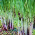 8 Lemon Grass Live Plants Stalks, Perennial Herb Plants, Lemongrass Plant for Gardening Outdoors Indoors 5 and 7 Inches Tall, Ready to Plant