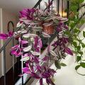 Pink Wandering Jew Live Plant, Pink Tradescantia Nanouk Variegated Wandering Jew Plant, Rare Nanouk Pink Wandering Jew Plant 2 Inch Pot, Pink Wandering Jew Plant Live Houseplants Indoor