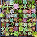 6 Pack Live Succulent Plants Assorted Potted Succulents Plants Live House Plants Succulent Plants Live Houseplants with Soil, No Pot