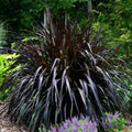 1 Black Fountain Grass Plant Live for Planting, Ornamental Grass Perennial Garden 5-9 Inch Tall