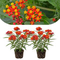 2 Milkweed Live Plants 4–7 Inches Tall, Milkweed Flowering Plants for Garden Beds, Borders or Landscape (Tropical Milkweed)