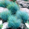 1 Blue Fescue Grass Plant Live for Planting, Ornamental Grass Perennial Garden 5-10 Inch Tall