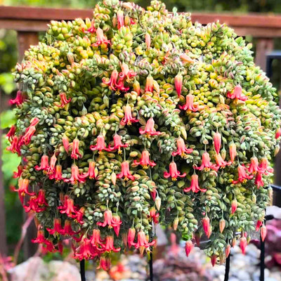 Cotyledon Pendens Succulent Live Plant in 2 Inch Pot, Trailing Succulent Plant Live Houseplant Home Garden, Ornamental Succulent Live Plant