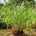 6 Lemon Grass Live Plants Stalks, Lemongrass Plant, Perennial Herb Plants, Well Rooted Between 5 and 7 inches Long