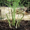 10 Asparagus Bare Roots, Asparagus Crowns for Planting, Hardy Perennial Vegetable Garden Starter Roots (Green Asparagus)