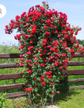 Fragrant Rose Plant Live Bush Shrub or Climbing, Old-Fashioned Roses Summer Rebloomer in 2.5 Inch Pot, Lanscape Rose Plant (Assorted Red)