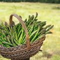 10 Asparagus Bare Roots, Asparagus Crowns for Planting, Hardy Perennial Vegetable Garden Starter Roots (Green Asparagus)