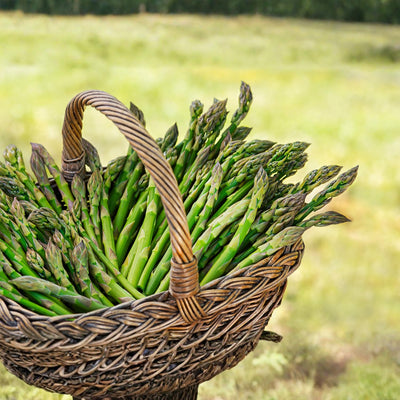10 Asparagus Bare Roots, Asparagus Crowns for Planting, Hardy Perennial Vegetable Garden Starter Roots (Green Asparagus)