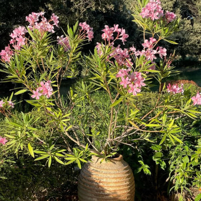 Pink Oleander Plant Live, Oleander Flowering Bush 4-8'' Tall, Shrub Live Plant for Indoor Outdoor Landscape