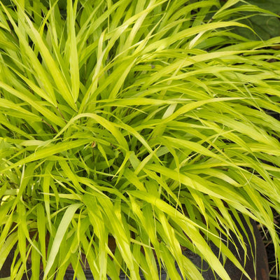 Hakonechloa Japanese Forest Grass Plant Live Starter Plant in Pot, Spring Planting, Perennial Ornamental Grasses