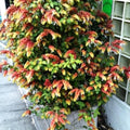 Live Red Shrimp Plants for Garden 5 Inc to 7 Inc Tall, Easy to Plant, 2 Plants, Red Shrimp Live Plants, Shrimp Well Rooted for Growing Indoor Outdoor, Shrimp Plants Live