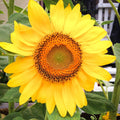 Live Yellow Sunflower Plant - 4-6" Tall Seedling in 4 Inch Pot