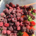 2 Glencoe Raspberry Plants Live, Sweet Raspberry Bush 4-6 Inches Tall, Edible Fruit Tree for Outdoor Growing