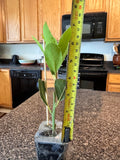 Sweet Bay Laurel Herb Plant, 1 Year Old Laurus Nobilis, 8"-10" from Bottom Pot Bay Leaf Live Plant, Zone 8-11, Bay Leaf Tree for Indoor Outdoor Planting