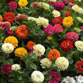 3 Assorted Zinnia Plants, Zinnia Flower Plants, 3 to 5 Inc Tall, Live Zinnia Plant Gardening Indoor Outdoor