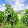 Red Grape Vine, Cold Hardy Grape Tree Live Plant, 1-2 Year Old, Sweet Fruit Trees