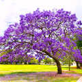 Purple Jacaranda Tree Live Plant, Jacaranda Mimosifolia Tree 7-12 Inch Tall Including Pot, Outdoor Growing