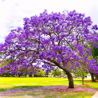 Purple Jacaranda Tree Live Plant, Jacaranda Mimosifolia Tree 7-12 Inch Tall Including Pot, Outdoor Growing