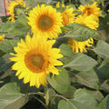 Live Yellow Sunflower Plant - 4-6" Tall Seedling in 4 Inch Pot