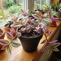Wandering Jew Plant in 2'' Pot, Tradescantia Plant Live, Tradescantia Trailing Vine, Fast-Growing Indoor Houseplant (Pink Tradescantia Nanouk)