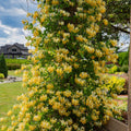 White Yellow Honeysuckle Fragrant Climbing Honeysuckle Plant Live Vine, Lonicera Perennial Honeysuckle Plants, 5-9 Inches, No Pot