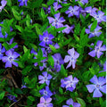 Vinca Minor Plant in 4 Inches Pot, Ground Cover Plant Live for Garden Growing, Periwinkle Plants Live