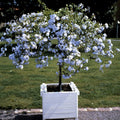 4 Plumbago Plants Live, 4-7 Inches Flowering Plumbago for Outdoor Garden, Tropical Shrub Plant for Landscape, Borders or Patio Containers (Blue Plumbago)