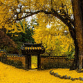 Ginkgo Live Plant, 3-6 Inch Tall