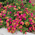 2 Pink Lantana Plants Live Trees, Ready to Bloom, Hardy Long Blooming Seasons, Vibrant Colorful Perennial Fragrant, 5-10" in Tall, Full Sun Growing