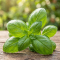 Sweet Basil Plant in 4 Inch Pot, Fragrant Basil Herb for Indoor Outdoor Planting, Fast Growing, Ready to Grow