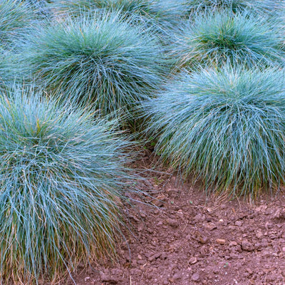 2 Blue Fescue Grass Plants Live for Planting, 4" Pot, Blue Fescue Ornamental Grass Live Plants Indoor Outdoor Garden