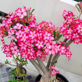 Desert Rose Live Plant, Adenium Desert Rose 4-8'' Tall, Hardy Flowering Succulent for Indoor Outdoor Gardens (Pink Flowers)