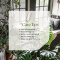 Monstera Plant 4-6 Inch, Live Indoor Plant, Split Leaf Houseplant for Home Office Decoration, No Pot (Deliciosa Monstera)