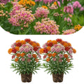 2 Milkweed Live Plants 4–7 Inches Tall, Milkweed Flowering Plants for Garden Beds, Borders or Landscape (Mix Milkweed)