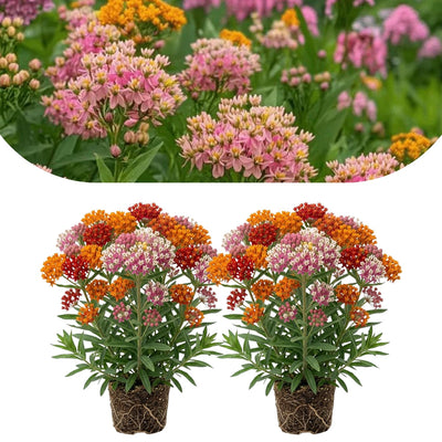2 Milkweed Live Plants 4–7 Inches Tall, Milkweed Flowering Plants for Garden Beds, Borders or Landscape (Mix Milkweed)