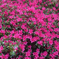 Pink Azalea Plant Live, Cold Hardy Azalea Plant, Hardy Flowering Shrub for Outdoor Planting, 4-7 Inches Tall in 4'' Pot