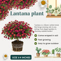 2 Rose Lantana Plants Live Trees, Ready to Bloom, Hardy Long Blooming Seasons, Vibrant Colorful Perennial Fragrant, 5-10" in Tall, Full Sun Growing